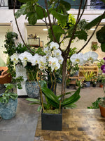 White Phalaenopsis Orchid