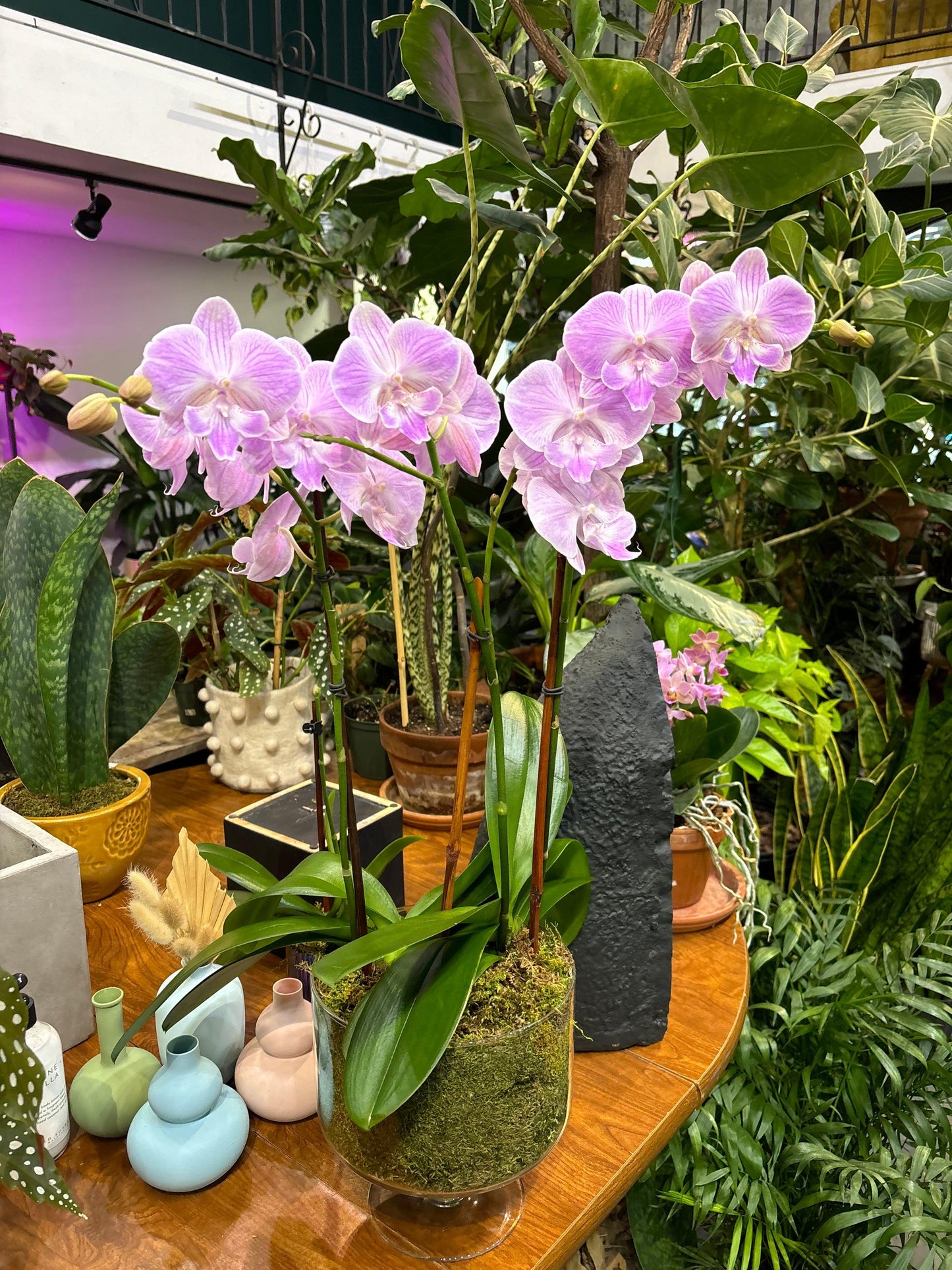 lavender orchid plant Purple or Pink Phalaenopsis Orchid – Budsandbloomsny.com