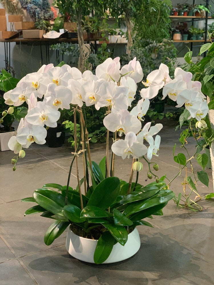 White Phalaenopsis Orchid