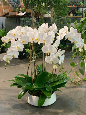 White Phalaenopsis Orchid