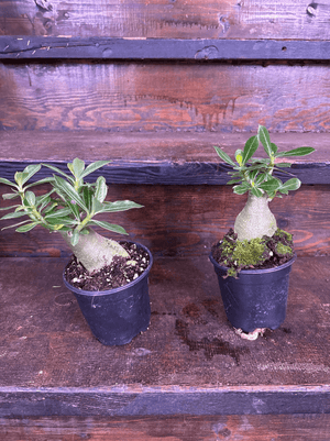 Desert rose 4” pot