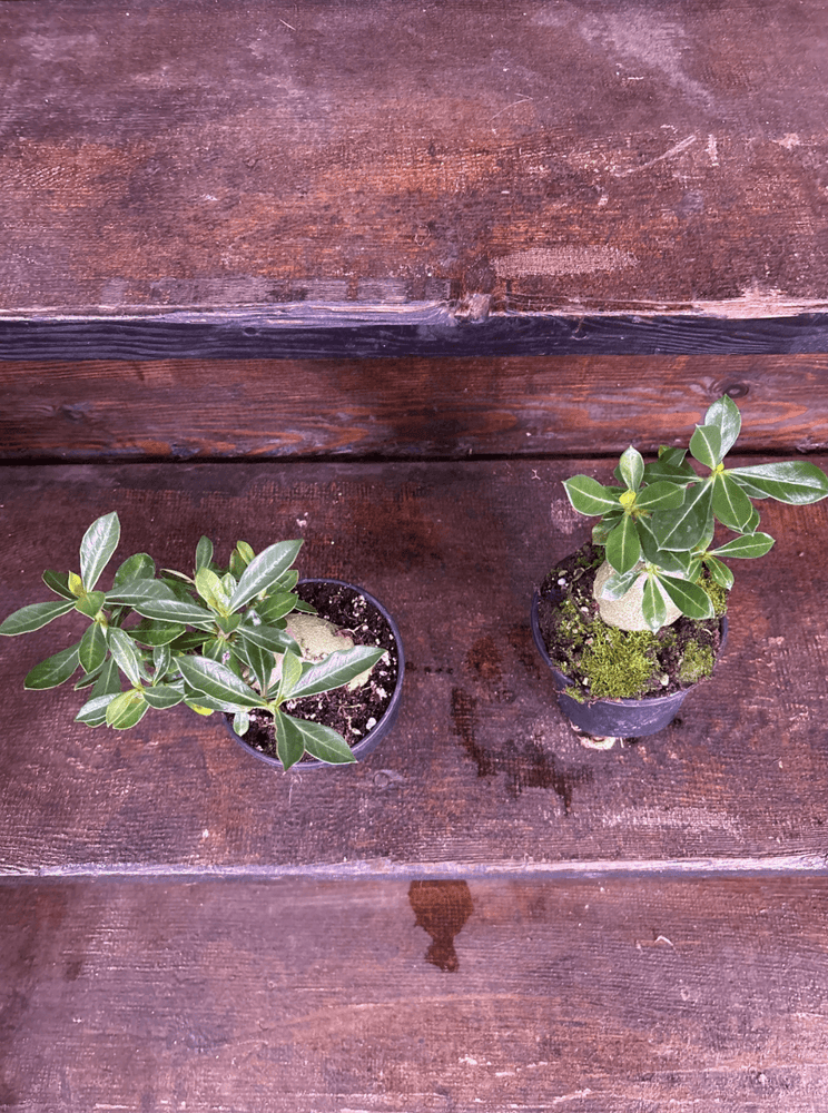 Desert rose 4” pot