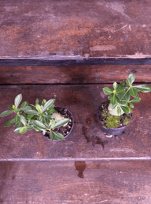 Desert rose 4” pot