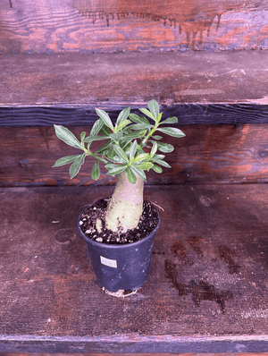 Desert rose 4” pot
