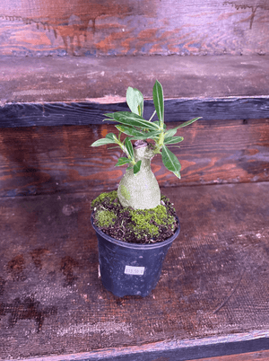 Desert rose 4” pot