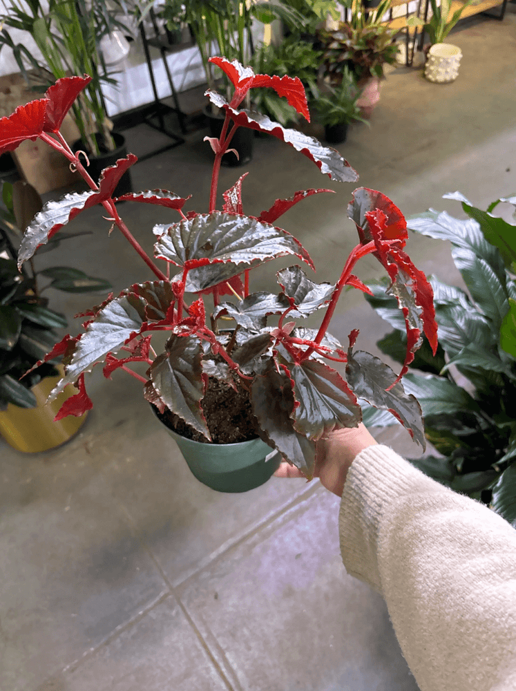 Begonia “hallows eve” 6” pot