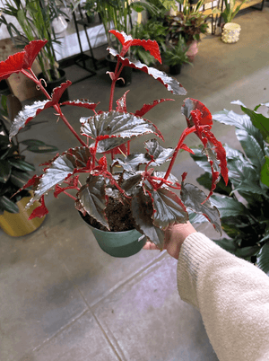 Begonia “hallows eve” 6” pot