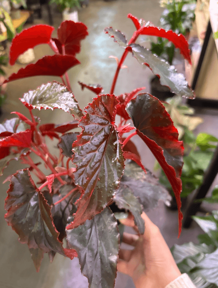 Begonia “hallows eve” 6” pot