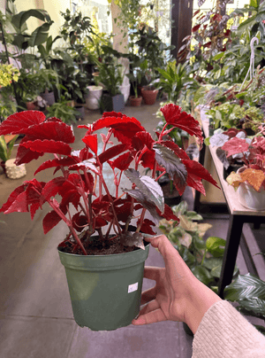 Begonia “hallows eve” 6” pot