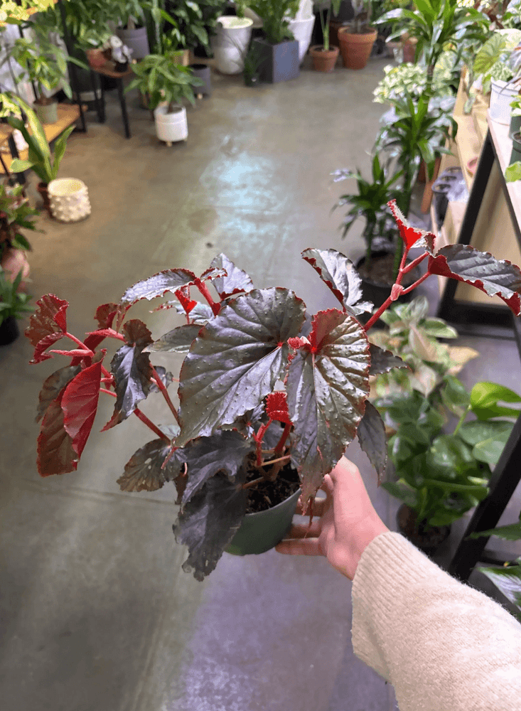 Begonia “hallows eve” 6” pot