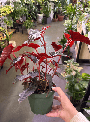Begonia “hallows eve” 6” pot