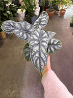 Alocasia dragon scale 6”