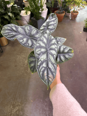 Alocasia dragon scale 6”
