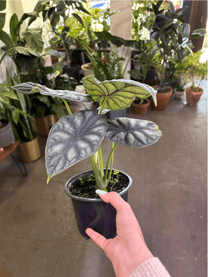Alocasia dragon scale 6”