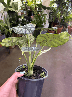 Alocasia dragon scale 6”