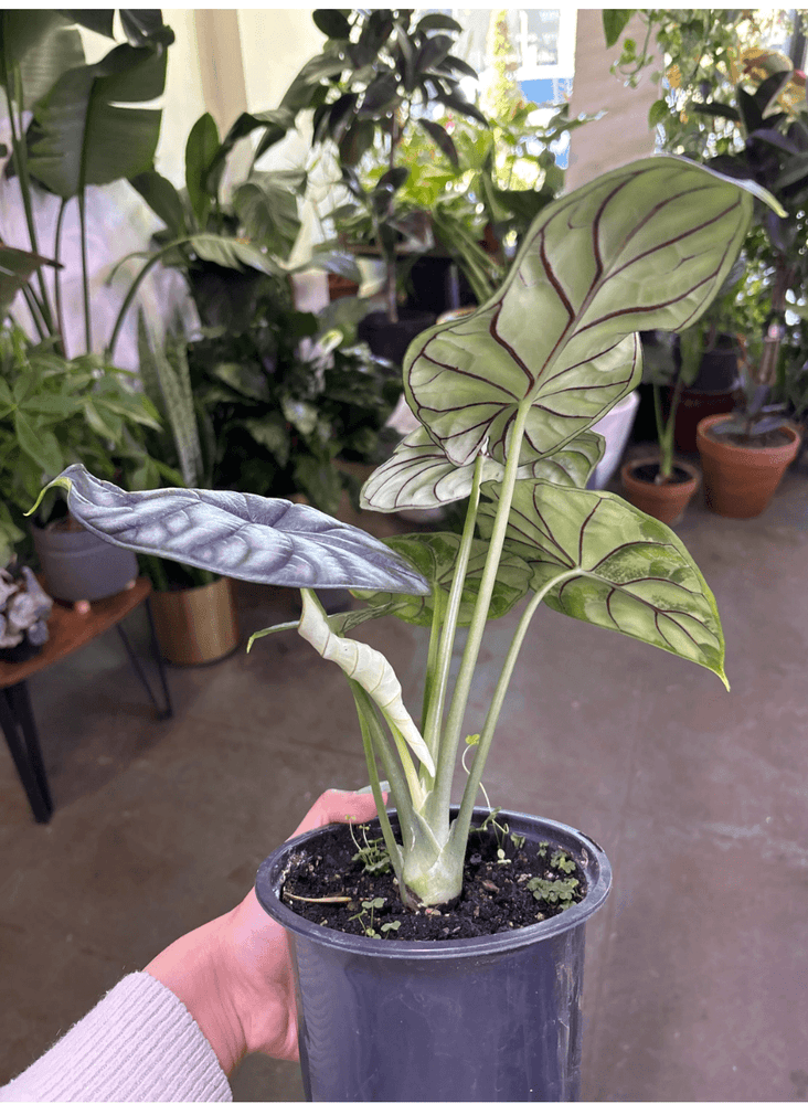 Alocasia dragon scale 6”