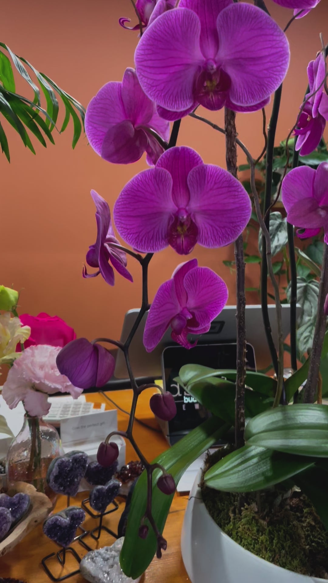 Purple or Pink Phalaenopsis Orchid