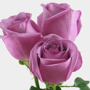 Dozen Roses Bouquet