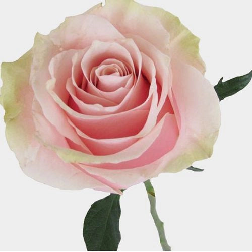 Dozen Roses Arrangement In a Contemporary Vase