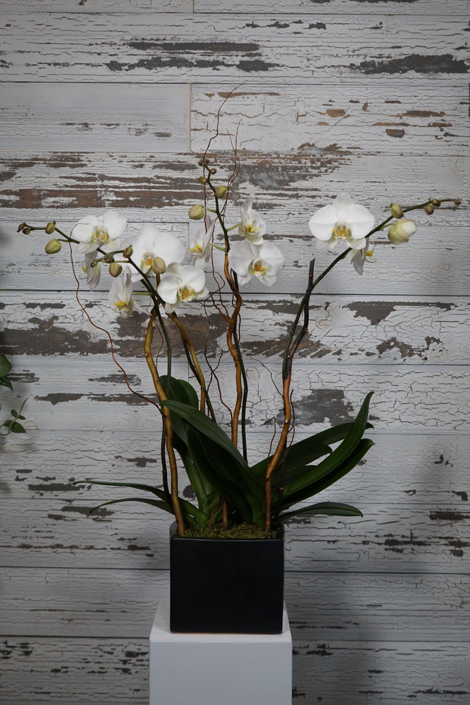 White Phalaenopsis Orchid