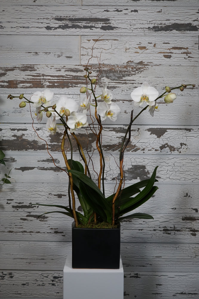 
            
                Load image into Gallery viewer, White Phalaenopsis Orchid
            
        