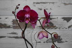 Purple Phalaenopsis Orchid