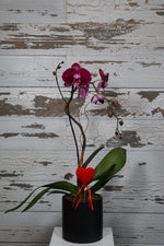 Purple Phalaenopsis Orchid