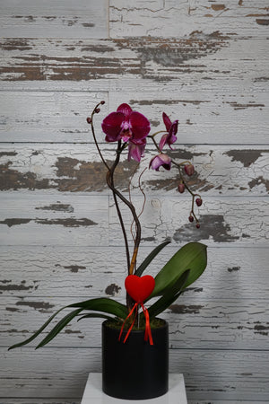 
            
                Load image into Gallery viewer, Purple Phalaenopsis Orchid
            
        