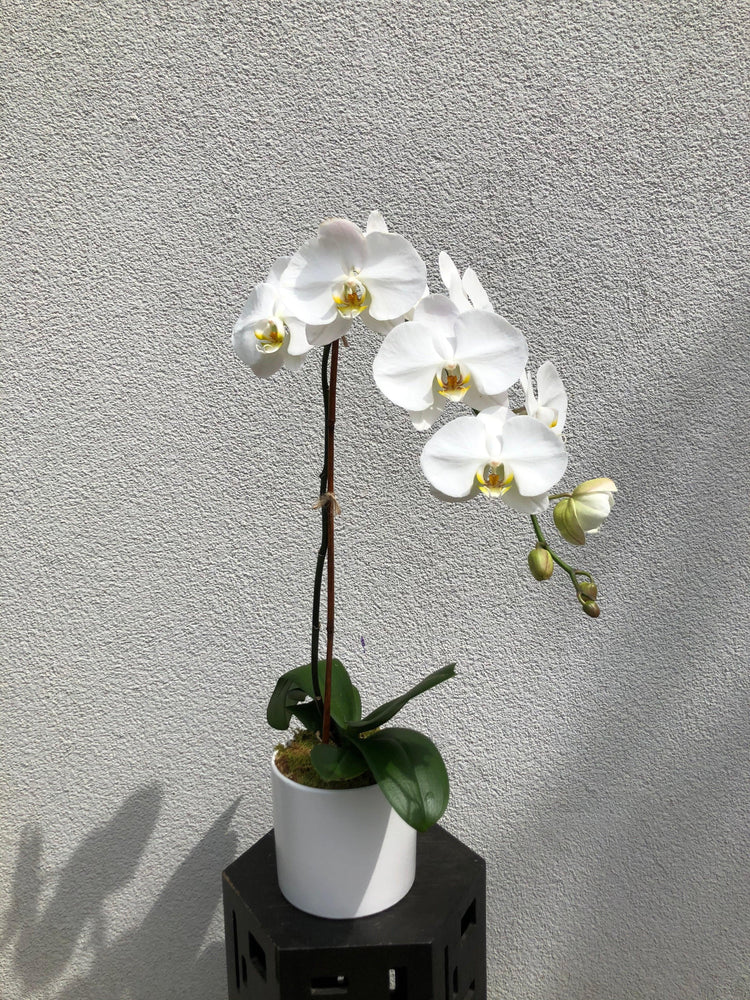 White Phalaenopsis Orchid