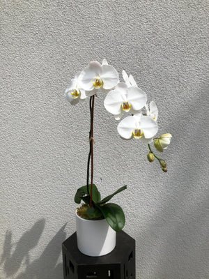 White Phalaenopsis Orchid