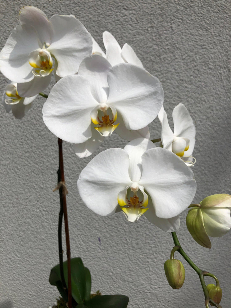 White Phalaenopsis Orchid