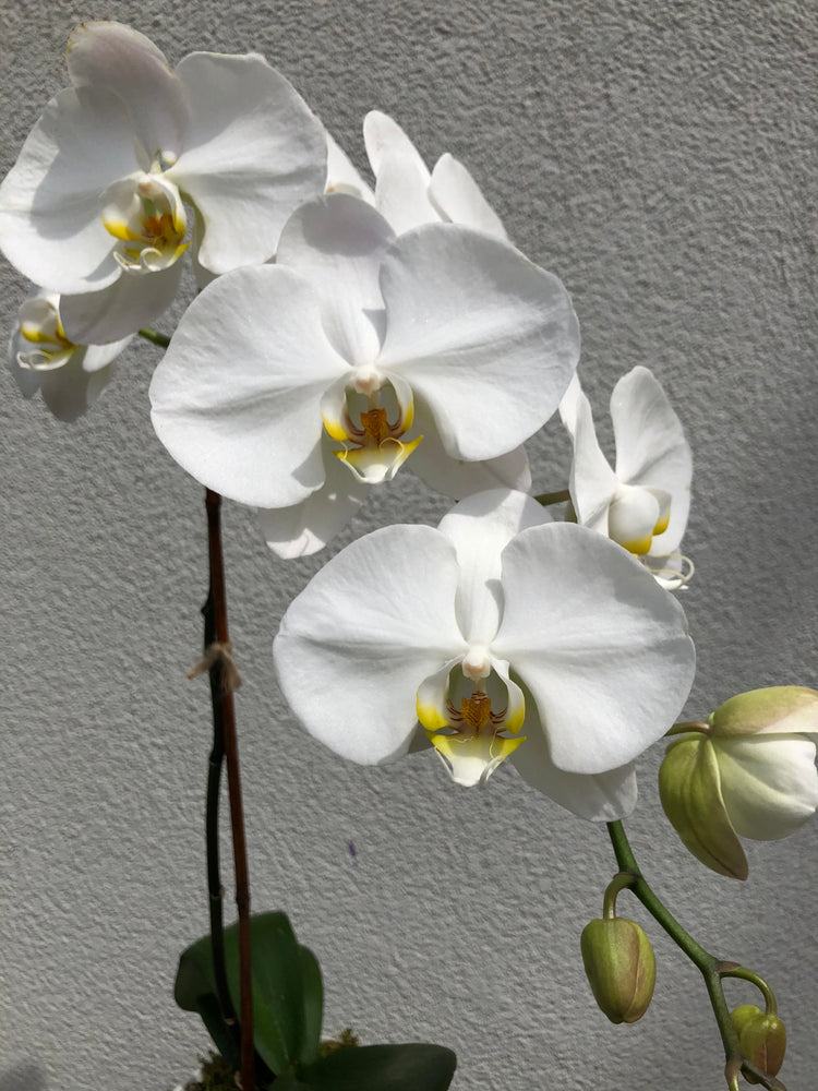 
            
                Load image into Gallery viewer, White Phalaenopsis Orchid
            
        