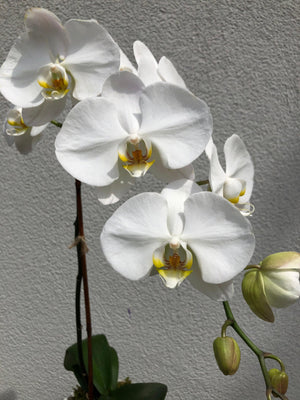 White Phalaenopsis Orchid