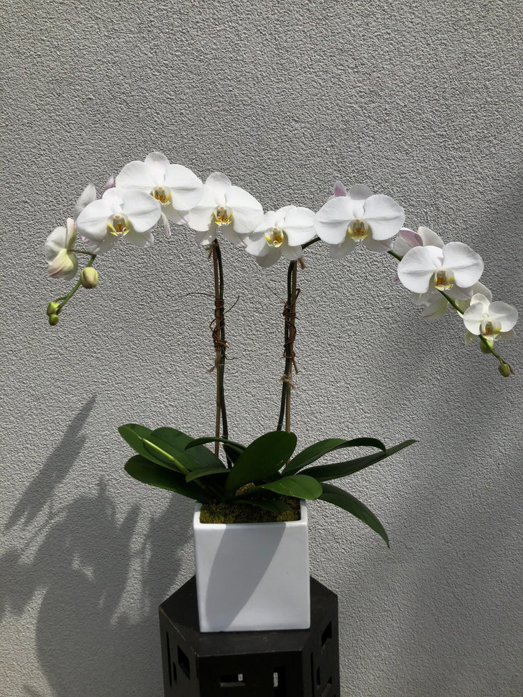 White Phalaenopsis Orchid