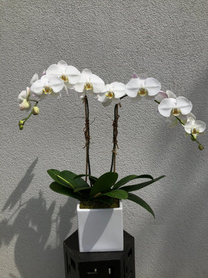 White Phalaenopsis Orchid