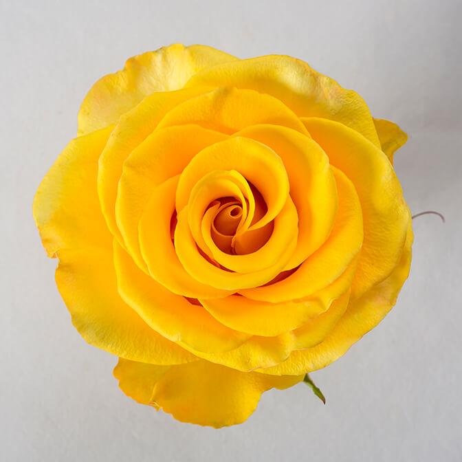 Dozen Roses Vase Arrangement